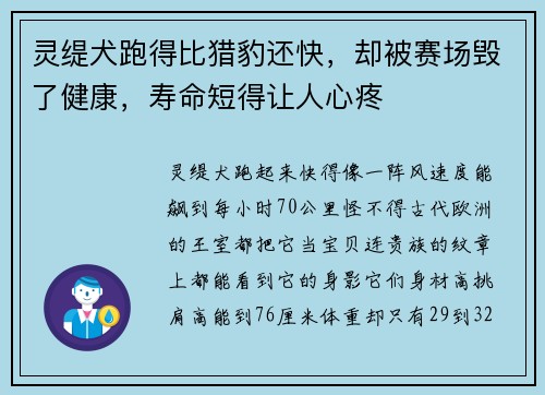 灵缇犬跑得比猎豹还快，却被赛场毁了健康，寿命短得让人心疼